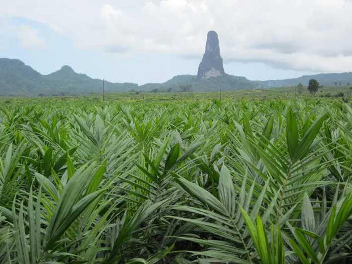 Socfin plants